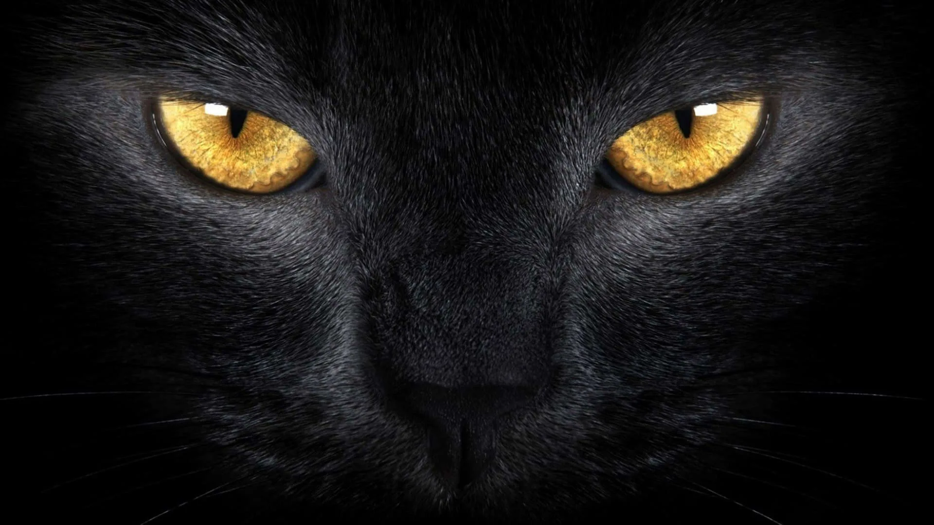 A black cat stares straight ahead in close-up, its amber eyes and a few whiskers the only things clearly lit.