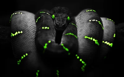 A dark python coils in on itself with its head raised at the centre, rows of small green flecks running along every coil against black.