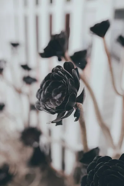 A dark grey rose stands sharp against a soft white picket fence, the surrounding buds blurred into shadow.