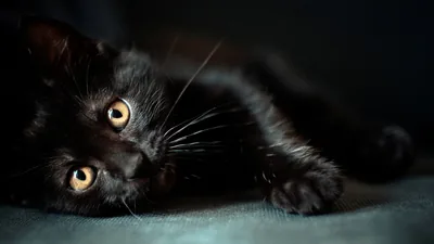 A young black cat lies on its side across a teal blanket, front paw tucked in and amber eyes turned up toward the lens.