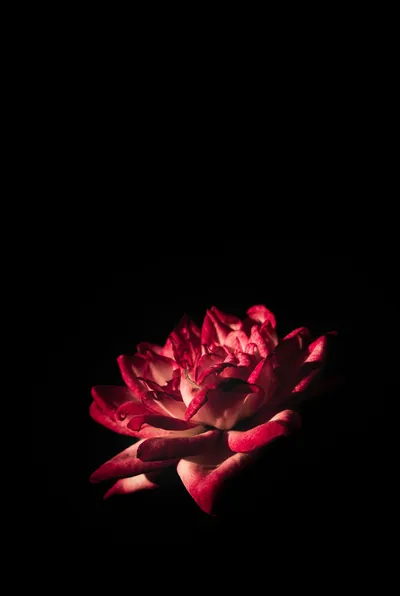 A red rose sits low in a tall black frame, light hitting only the front petals, the whole upper half left clear.