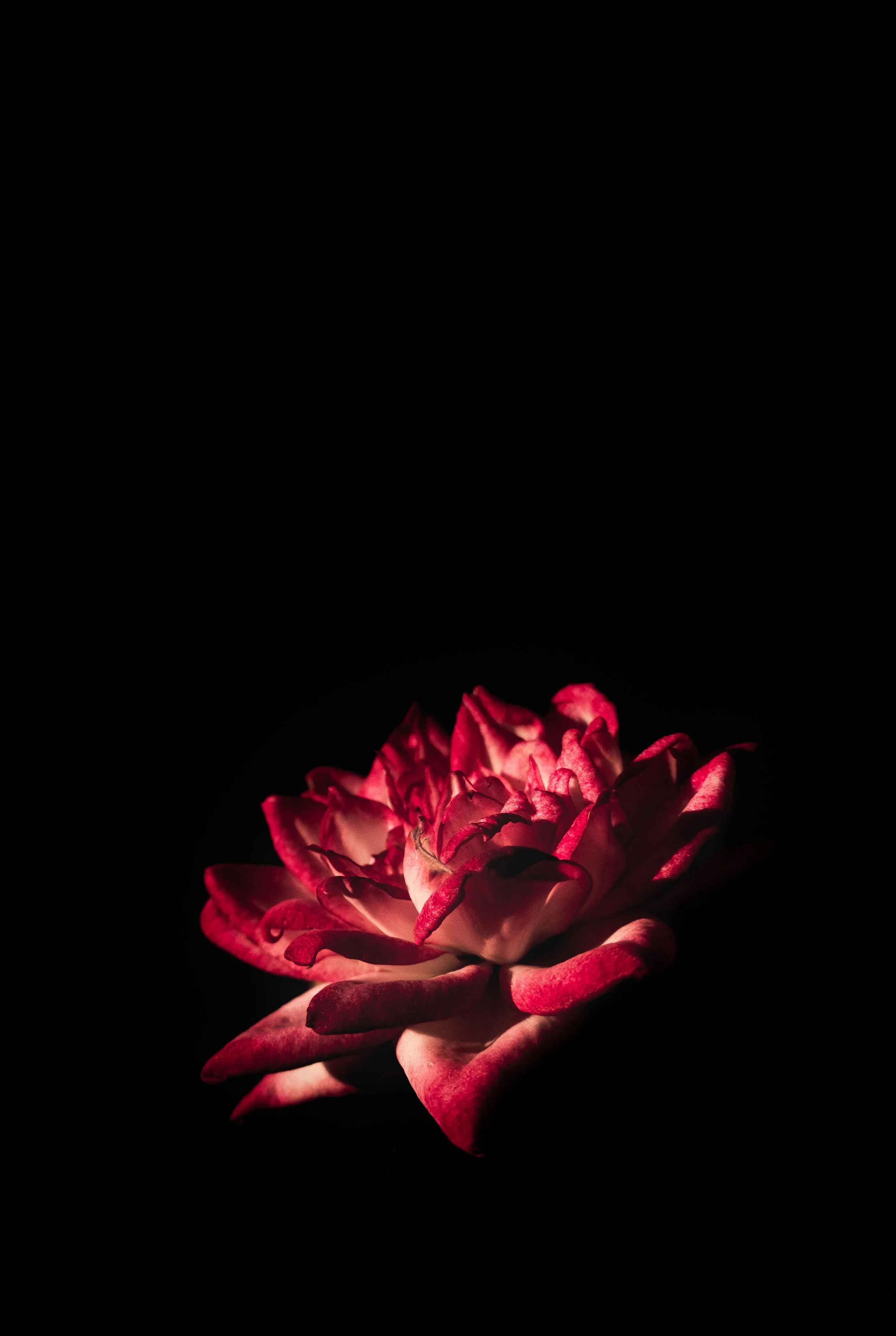 A red rose sits low in a tall black frame, light hitting only the front petals, the whole upper half left clear.