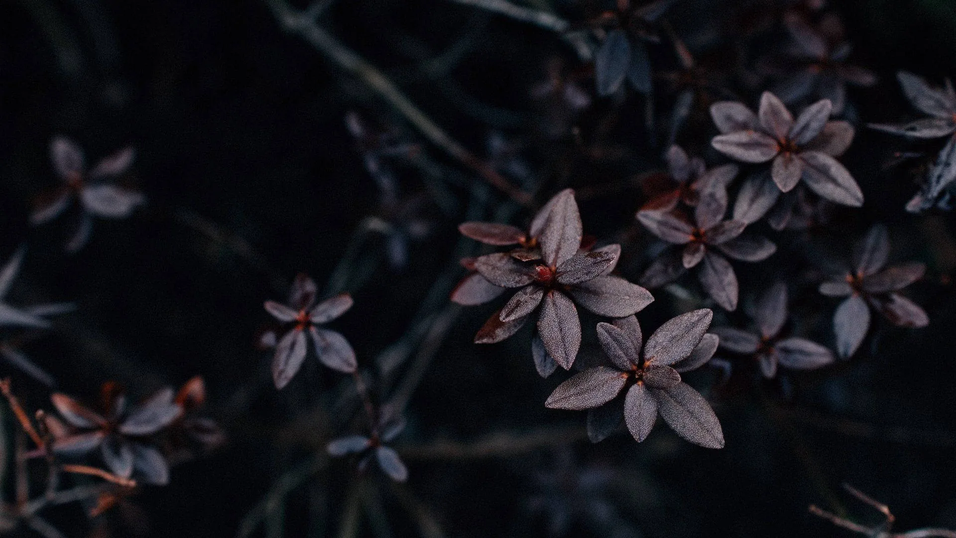 Star-shaped leaves in deep purple stand out from tangled dark branches, the background falling to near black behind the lower corners.
