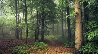 A smooth grey trunk stands right of centre while a leaf-littered trail slips into fog, muted greens keeping the whole scene calm behind icons.