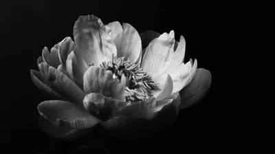 A single peony opens in monochrome, every petal edge picked out in grey while the backdrop stays true black on all sides.