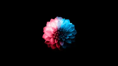 A single dahlia sits centred and lit from the front, its petals splitting from pink on the left to cyan on the right against black.