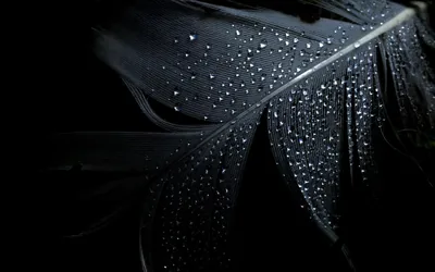 Beads of water sit along the barbs of a black feather, the shaft running down from the top right and the background dropping to solid black.