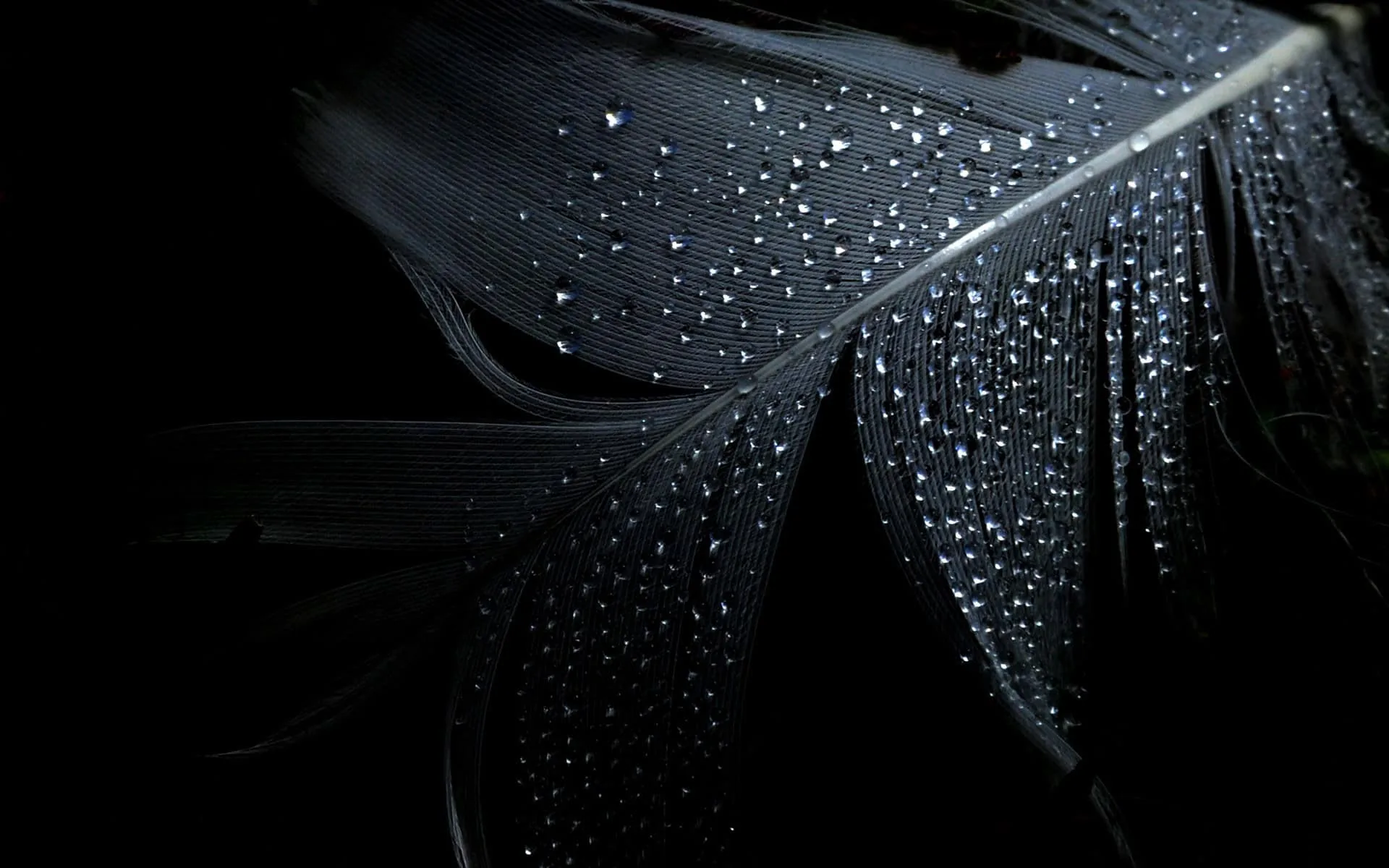 Water beads line the barbs of a dark feather angled across the frame, the shaft catching light while the left side falls away to black.