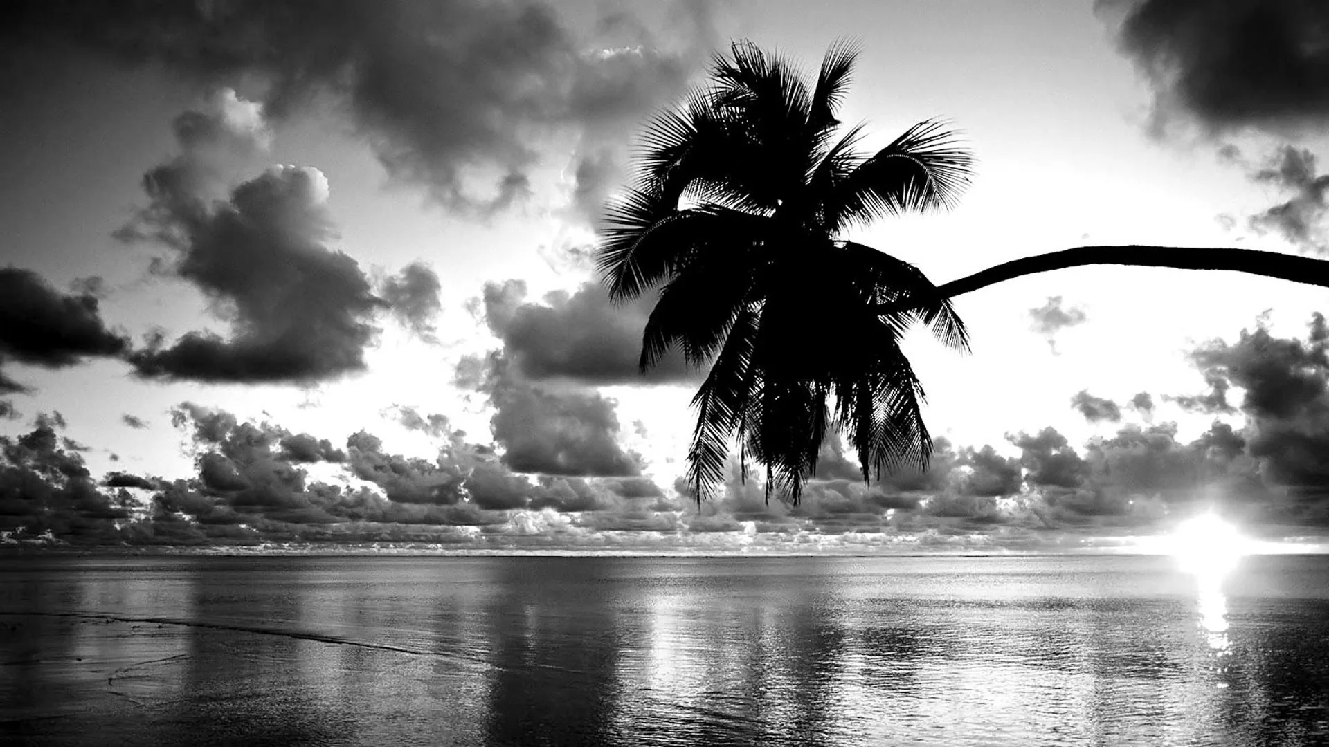A leaning palm goes fully black against piled clouds while the low sun burns a white streak across the wet sand.