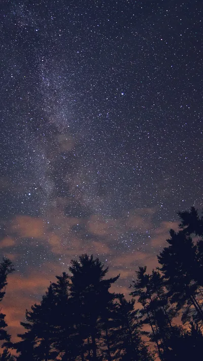 Pink evening clouds hang low over silhouetted treetops while the Milky Way fades in at the upper left of the portrait frame.