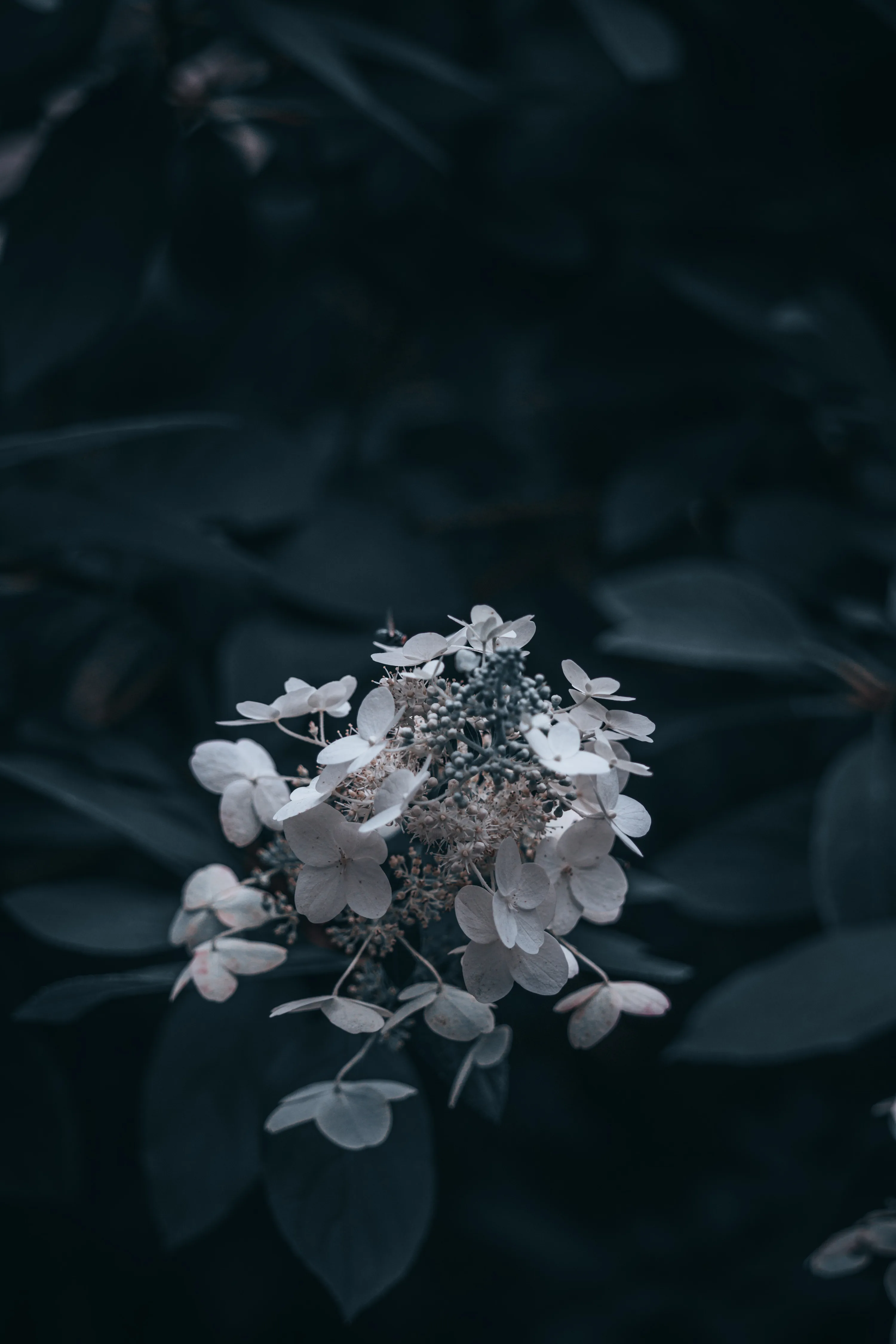 A cluster of white hydrangea florets sits a little left of centre, the leaves around it dropped into deep blue-green shadow by a shallow depth of field.