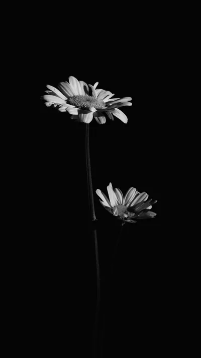 A tall daisy and a smaller one behind it lean out of deep shadow, the monochrome stem tapering into a black lower half.