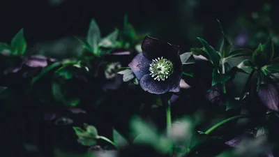 A purple hellebore nods forward with a pale green centre, surrounded by out-of-focus leaves that darken almost to black at the frame edges.