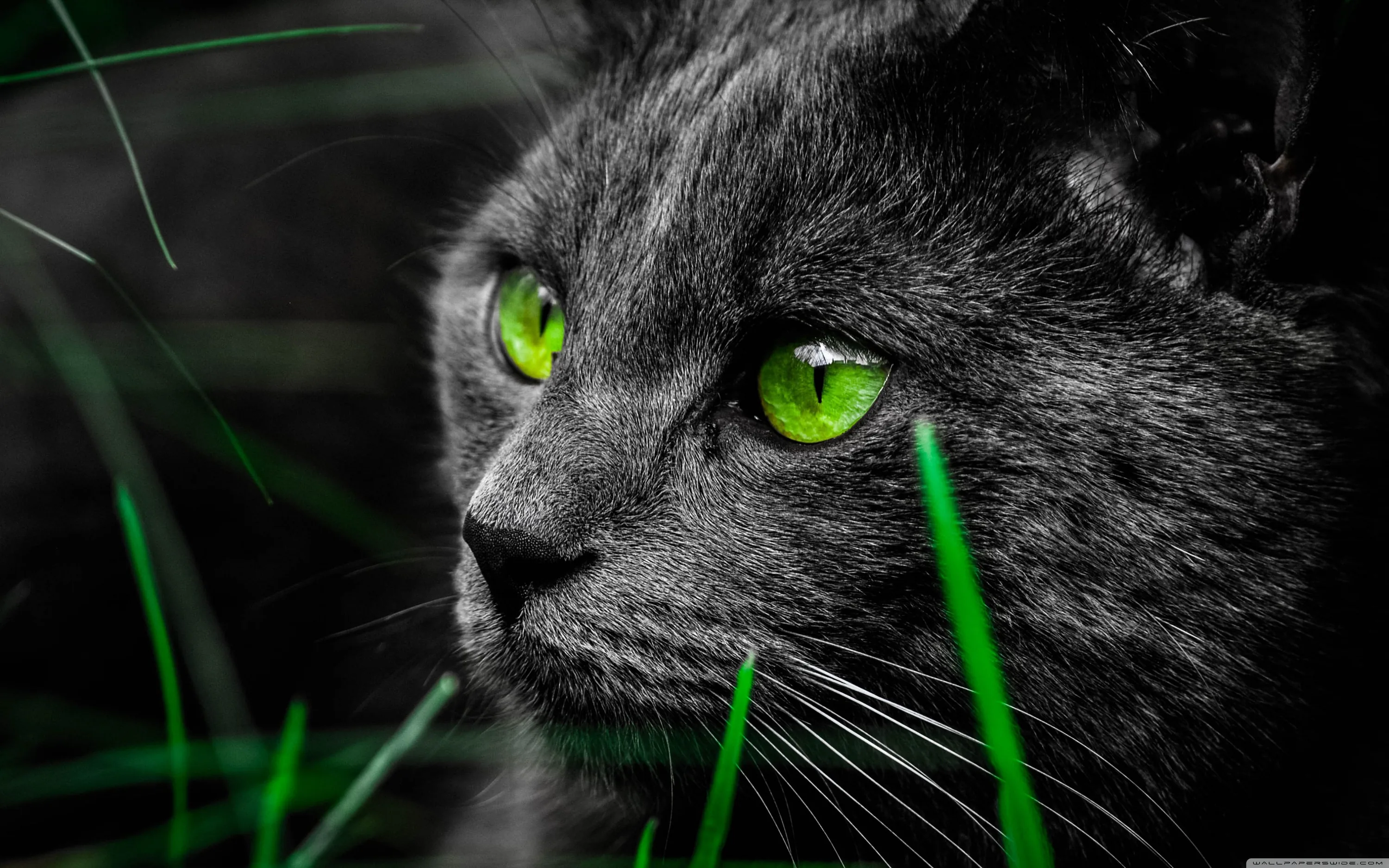 A dark grey cat crouches low among blades of grass, colour drained from everything except its green eyes and the stalks crossing its face.