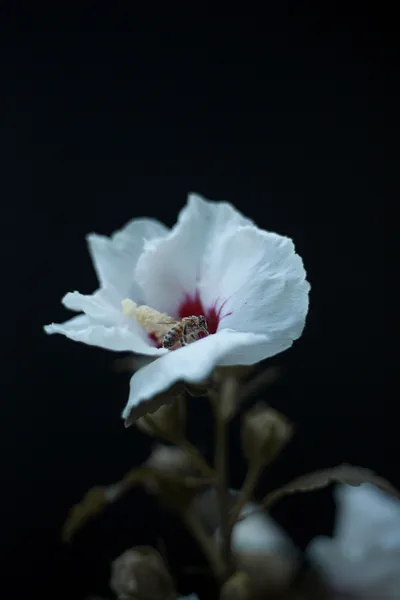 A white hibiscus opens in the lower half of a tall dark frame, deep red at its throat and a long stamen curving out over the petals.