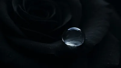 A single bead of water rests on a dark rose petal, catching the only light in the shot while the folded petals fall away into shadow.