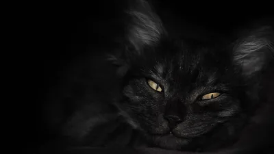 A long-haired cat rests its chin down at the right of the frame, pale yellow eyes half open while the left half stays completely black.