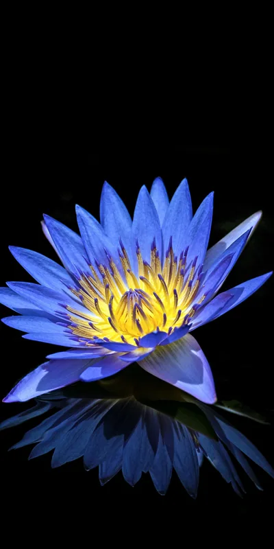 A blue water lily opens over its own reflection on still black water, the yellow stamens at the core the only warm colour in the frame.