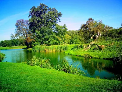 Deep green dominates this park pond scene, heavy oversaturation flattening shadow detail; the open lawn across the bottom edge takes a dock or taskbar cleanly.