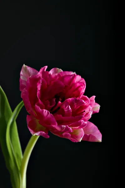 A ruffled parrot tulip leans in from the left against a plain dark grey backdrop, its green stem cutting down the corner.