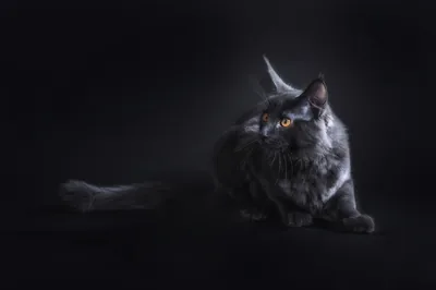 A fluffy long-haired cat lies stretched out with its tail trailing left, one amber eye lit while the studio backdrop stays near black.