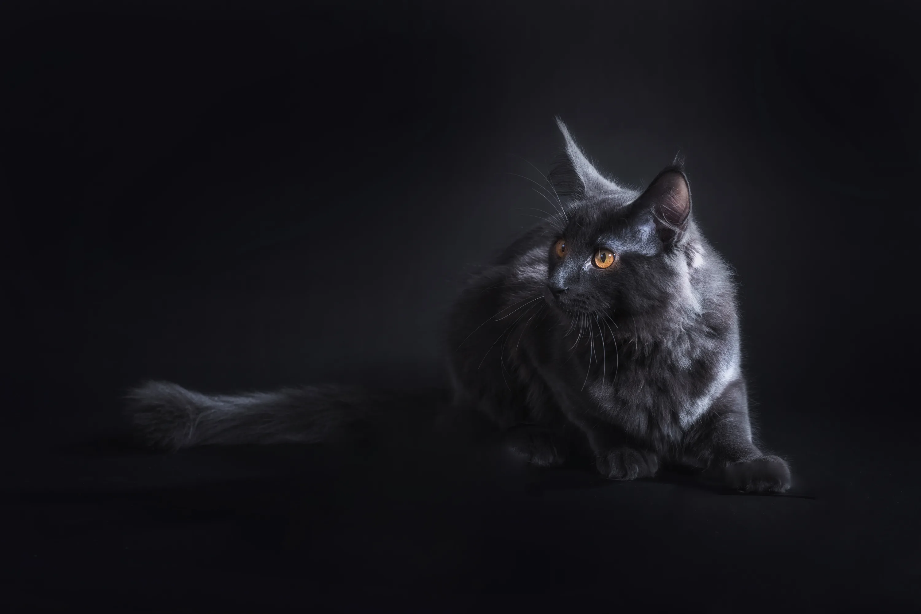 A fluffy long-haired cat lies stretched out with its tail trailing left, one amber eye lit while the studio backdrop stays near black.