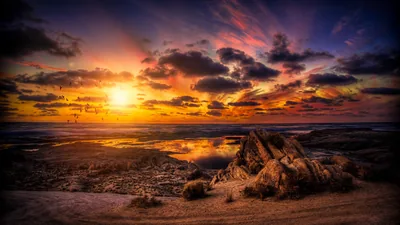 An HDR shot puts a weathered driftwood stump centre-frame while the sun flares low on the left, wet sand channels glowing between shadowed dunes.