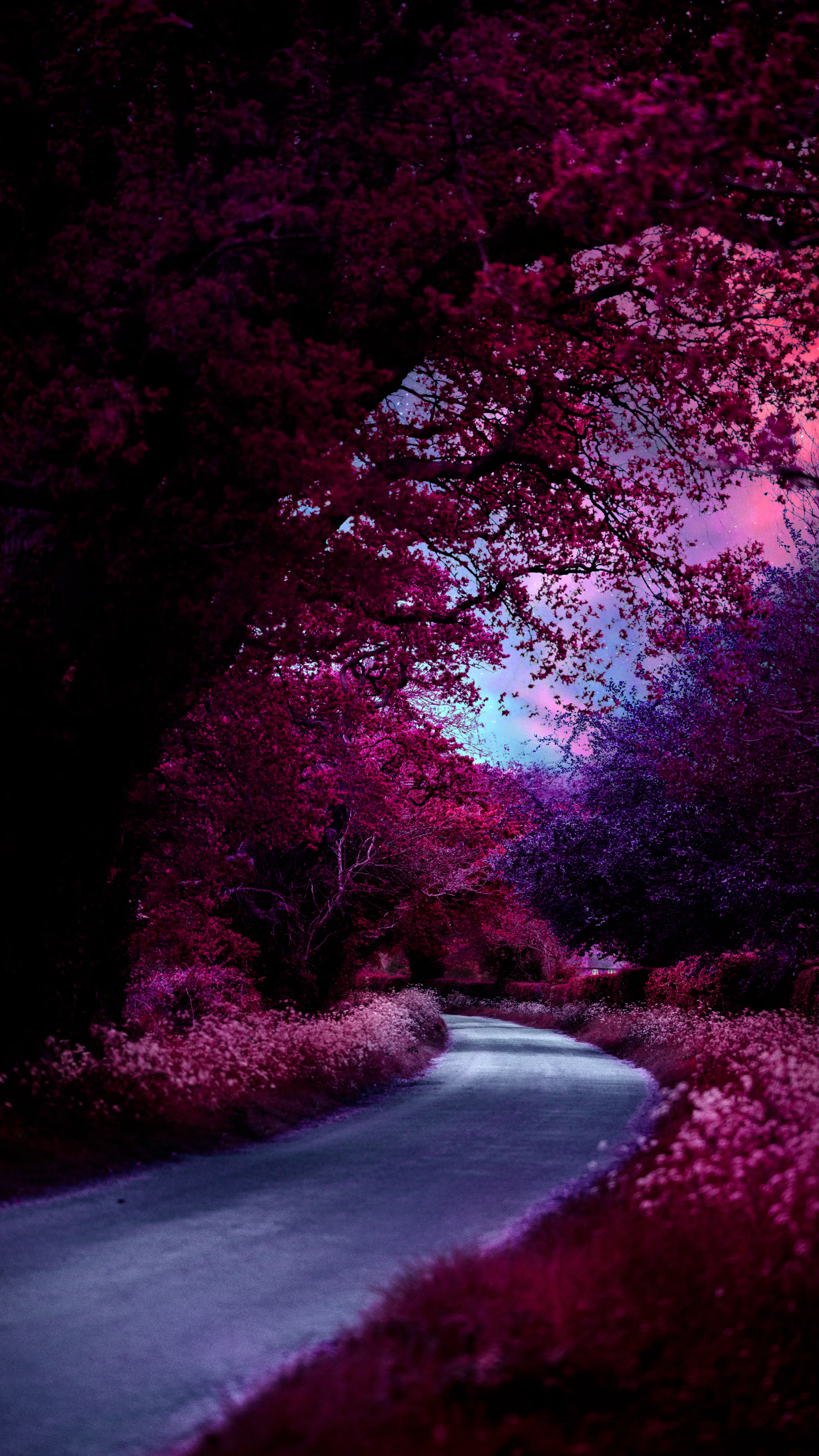 A country lane curves up the middle of this tall frame, magenta foliage closing overhead; the pale road surface at the bottom keeps dock icons readable.