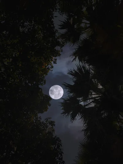 A bright moon glows in a gap between silhouetted palms and branches, the dark foliage framing every corner so only the centre carries light.