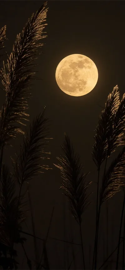 Feathered grass stems catch warm light in front of a golden full moon, the dark sepia background swallowing everything outside their glow.