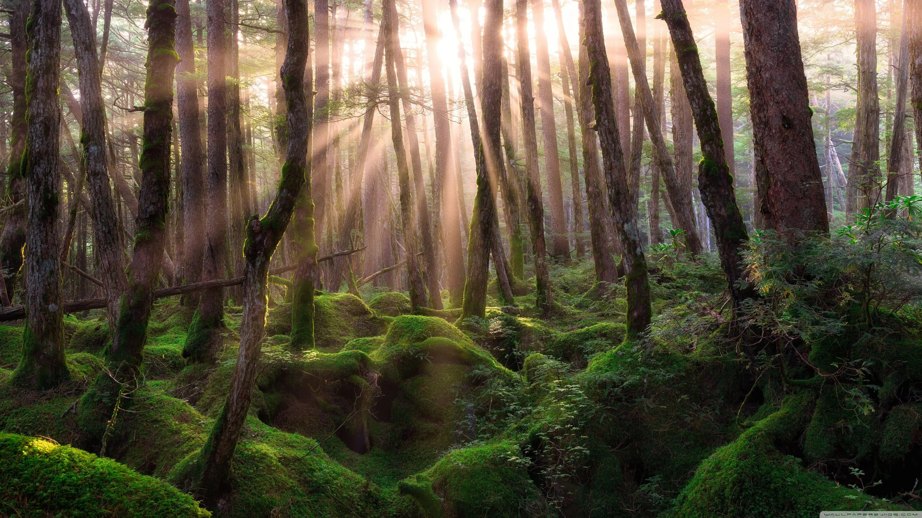 Late sun pours through crooked trunks onto rounded moss hummocks, the beams angling from the top edge and the foreground dropping into soft shadow.