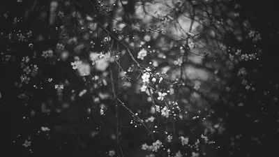Thin branches in blossom, thrown well out of focus so the flowers read as soft bokeh dots against a dark ground.