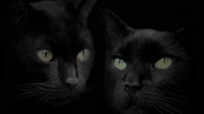 Two black cats sit shoulder to shoulder facing forward, their pale green eyes and whiskers the only detail lifting off the black background.