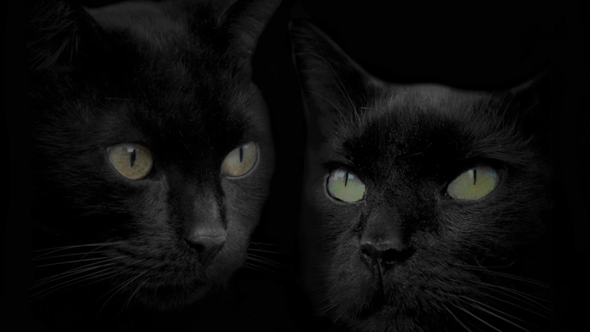 Two black cats sit shoulder to shoulder facing forward, their pale green eyes and whiskers the only detail lifting off the black background.