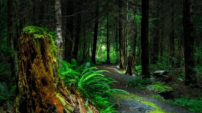 A gravel path bends around a rust-red mossy stump into deep evergreen shade, ferns lit at the edges while the top of the frame goes almost black.