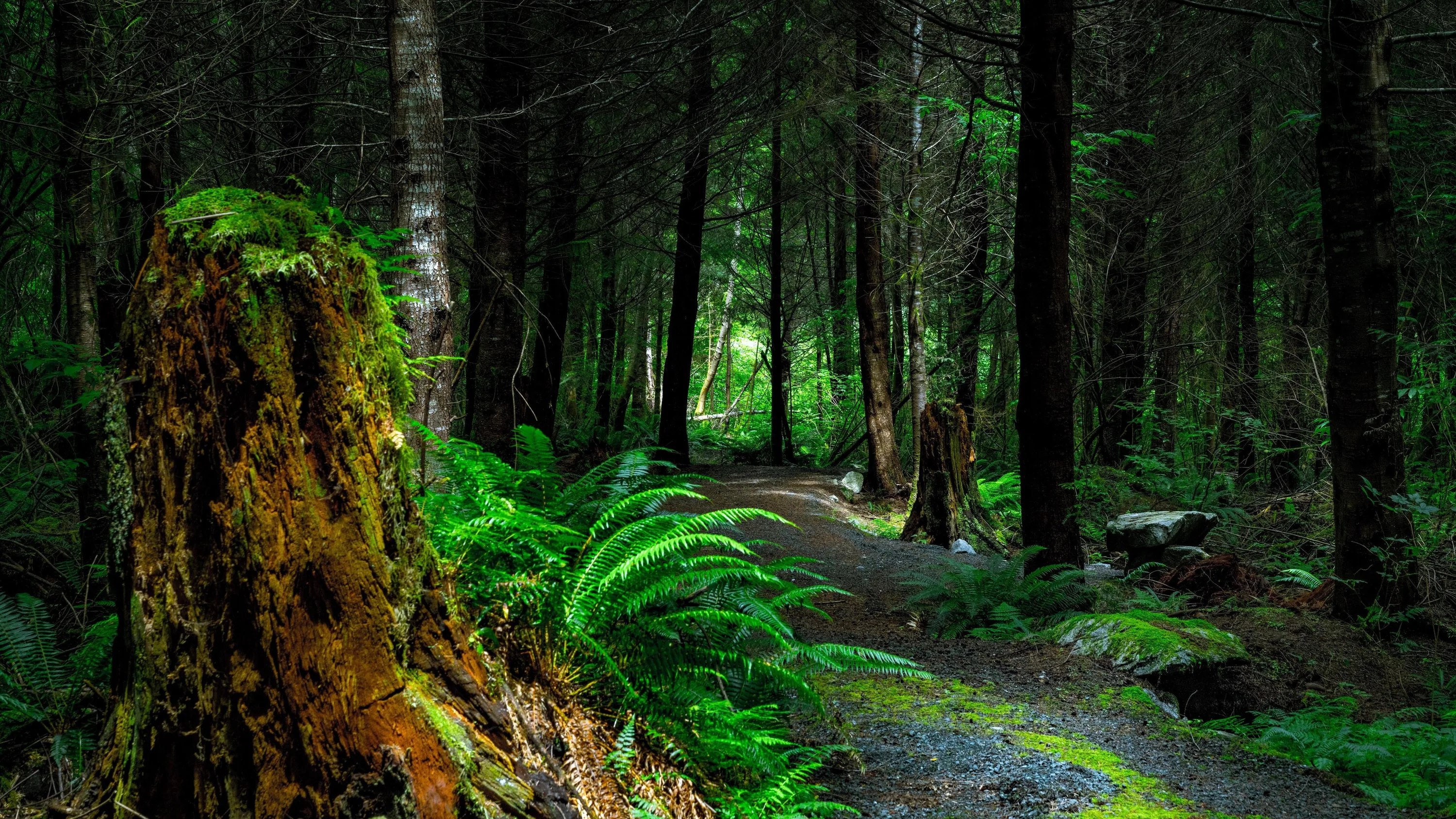 A gravel path bends around a rust-red mossy stump into deep evergreen shade, ferns lit at the edges while the top of the frame goes almost black.