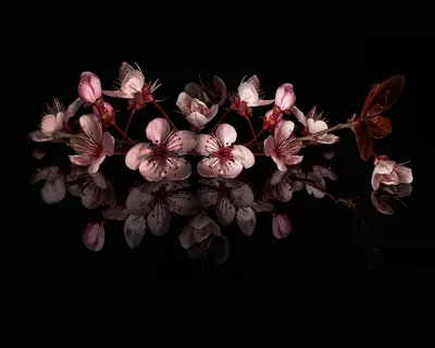 Pink plum blossoms lie mirrored on a glossy black surface, lit softly from the upper left; the top half stays dark for menu bars.