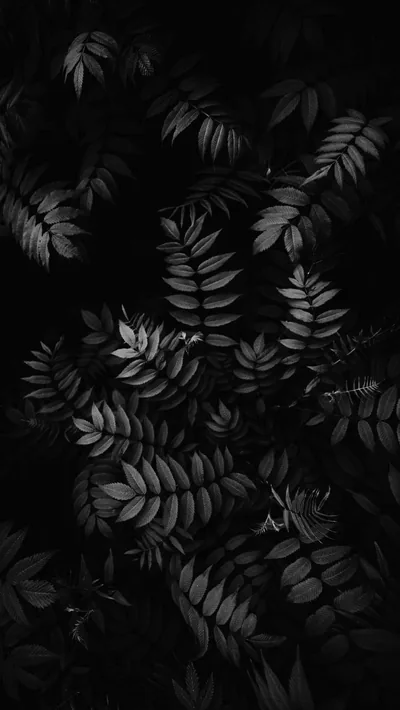 Rows of narrow leaflets hang across the frame in monochrome, the top few catching light while the ones behind sink into black.