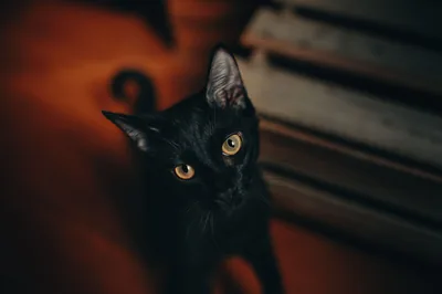 A black cat looks up over its shoulder next to weathered wooden slats, one amber eye lit and a warm rust-red glow spilling in from the left.