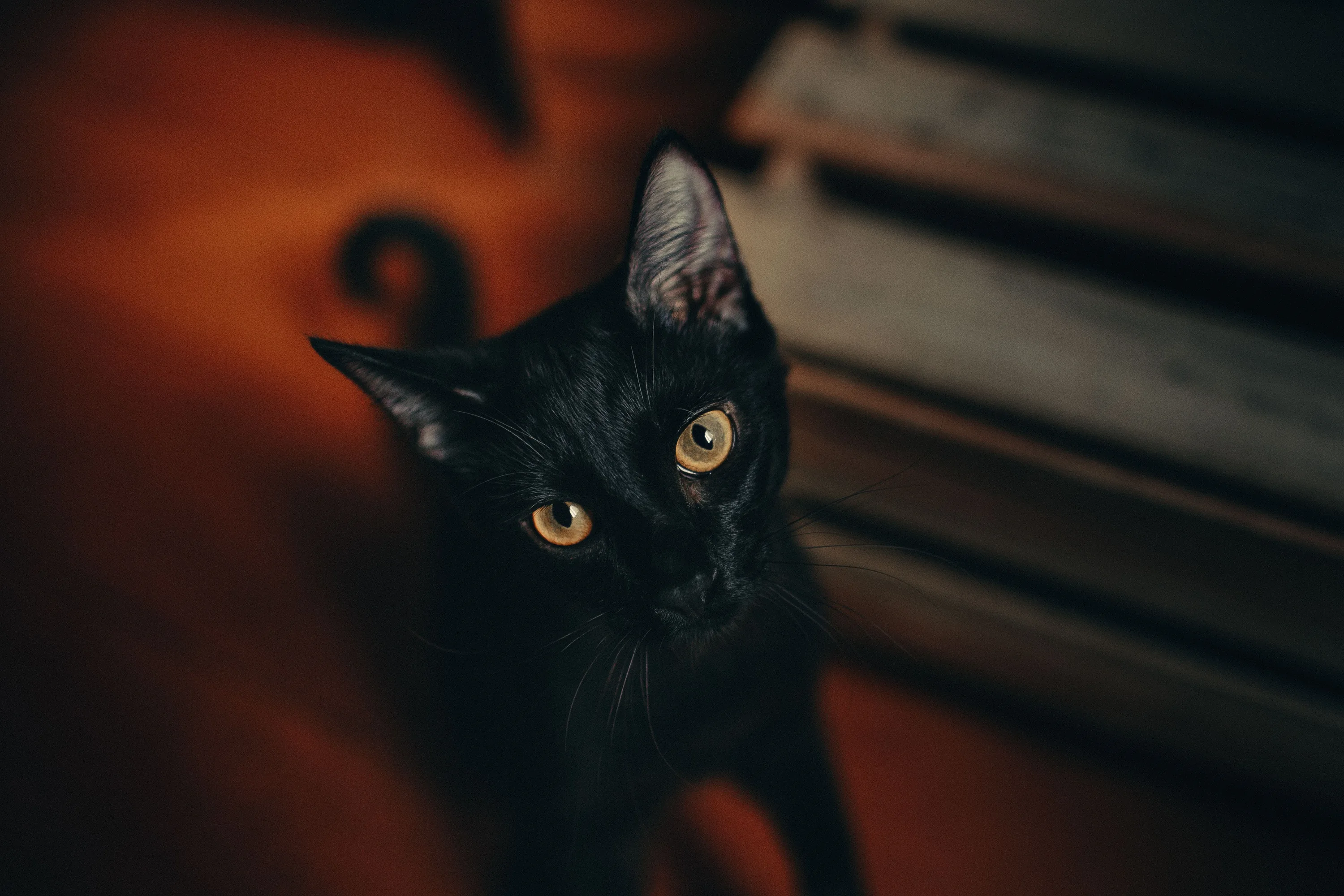 A black cat looks up over its shoulder next to weathered wooden slats, one amber eye lit and a warm rust-red glow spilling in from the left.