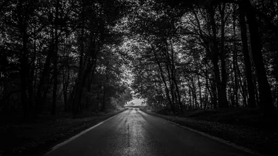 A narrow road runs straight into a tunnel of overhanging trees, monochrome throughout, with a single pale opening of sky at the far end.