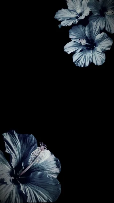 Pale blue hibiscus flowers lean in from the top right and bottom left, the entire middle of the frame kept true black for OLED screens.