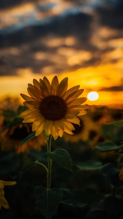 One sunflower stands level with the setting sun just right of its petals, the field behind melted into orange bokeh under a heavy grey cloud bank.