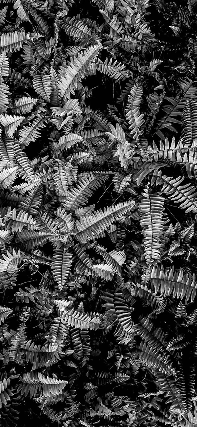 Dense fern fronds fill a tall frame in high-contrast monochrome, the shadows between them dropping to near black.