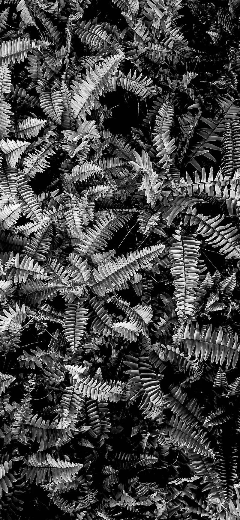 Dense fern fronds fill a tall frame in high-contrast monochrome, the shadows between them dropping to near black.
