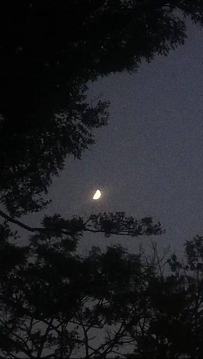 A small half moon glows at the centre of a grainy violet-grey dusk, pine branches framing it in silhouette from the top and bottom.