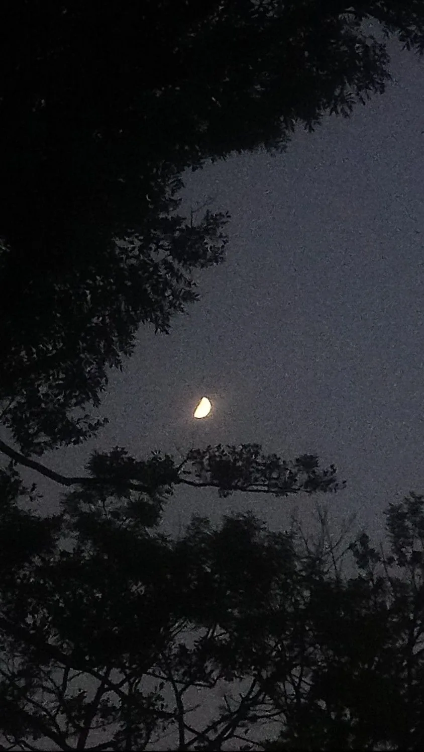 A small half moon glows at the centre of a grainy violet-grey dusk, pine branches framing it in silhouette from the top and bottom.