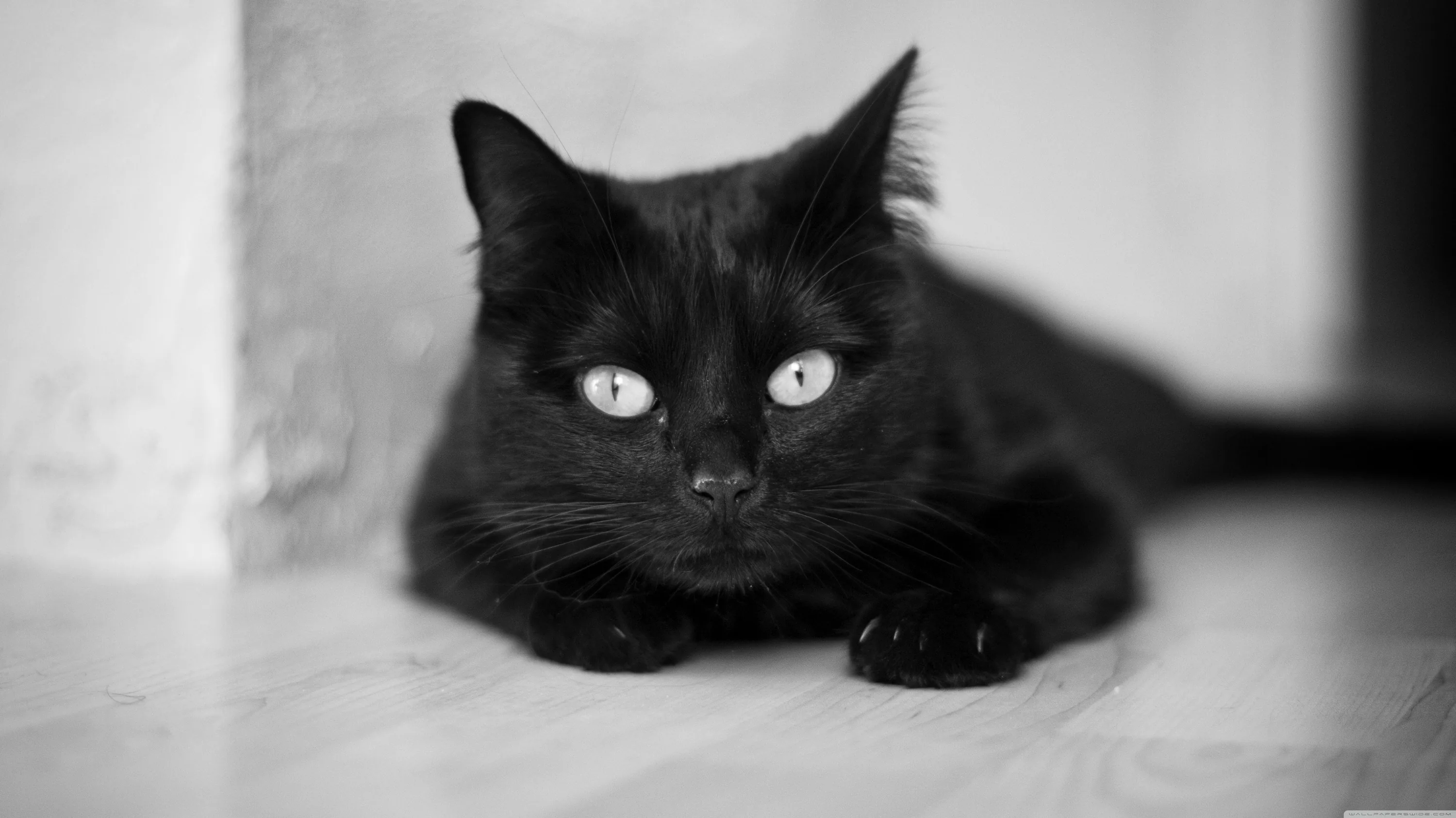 A black and white shot of a cat lying with paws tucked, its pale eyes wide open and the plain wall behind left almost featureless.