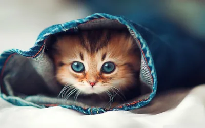 A ginger kitten with wide blue eyes peers out of a rolled denim sleeve on white bedding, the pale right side almost too bright for clock digits.