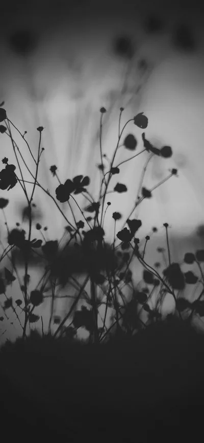 Thin stems and seed heads stand as dark silhouettes against a soft grey sky, shot shallow so only the front row is sharp.